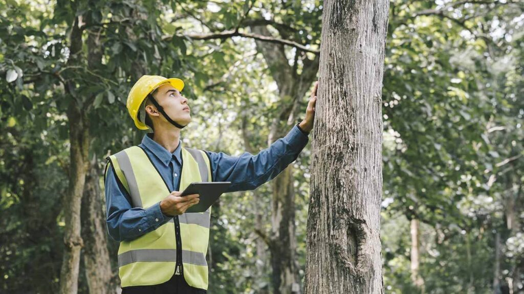 Tree Removal Cost