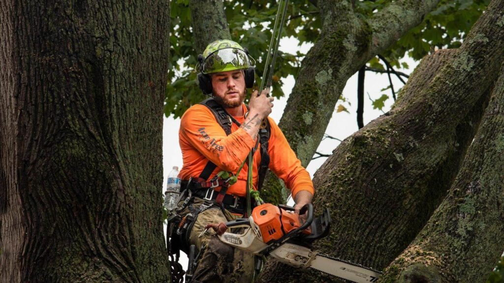 Arborist Sydney Inner West