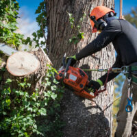 Arborist Sydney Inner West: Expert Tree Maintenance Services