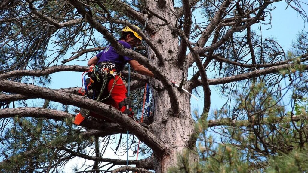 Arborist Sydney Inner West