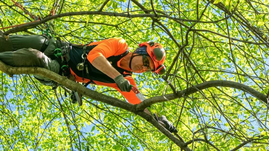 Tree Pruning Services Near Me