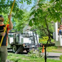 Tree Pruning Services Near Me: Choosing the Best Experts