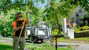 Tree Pruning Services Near Me