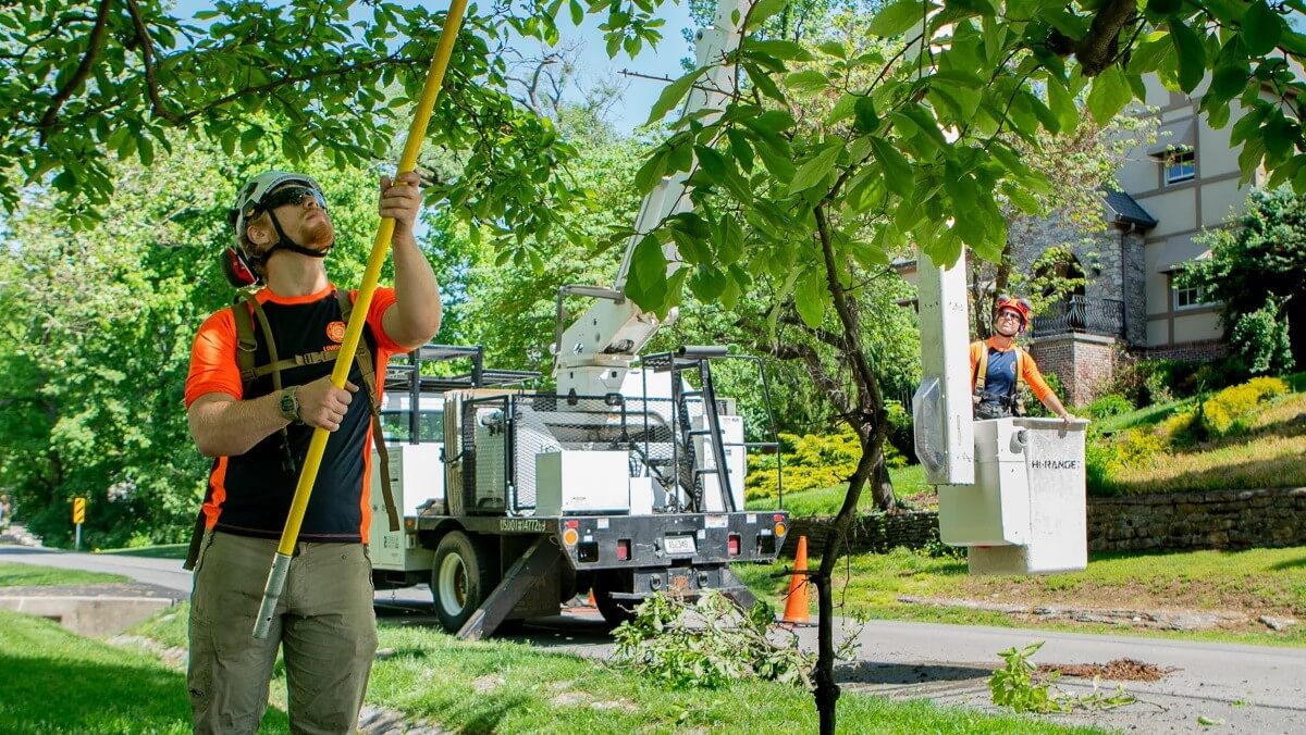 Tree Pruning Services Near Me