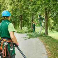 Breaking Down the Tree Removal Cost: Factors to Consider