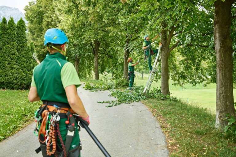 Tree Removal Cost