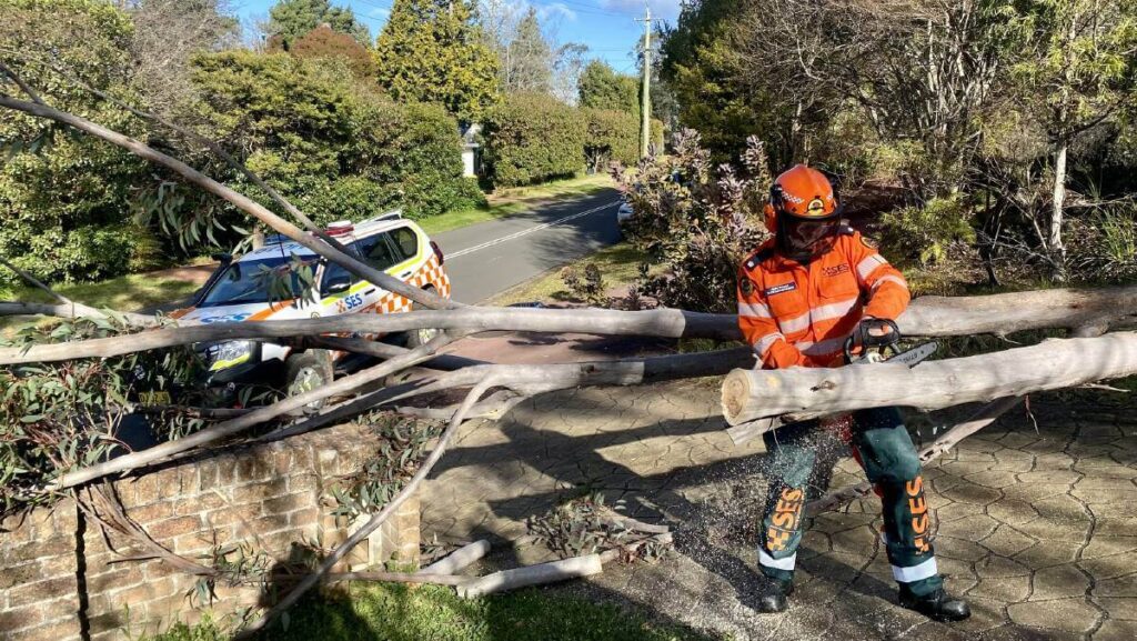 Tree Pruning Services Near Me