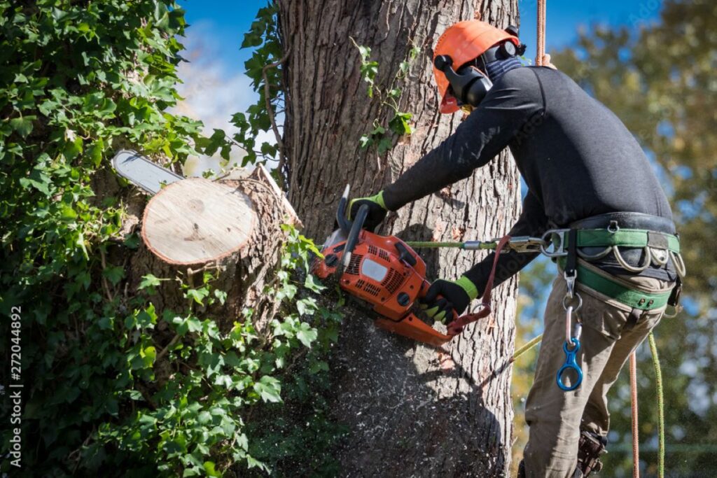 tree cutting