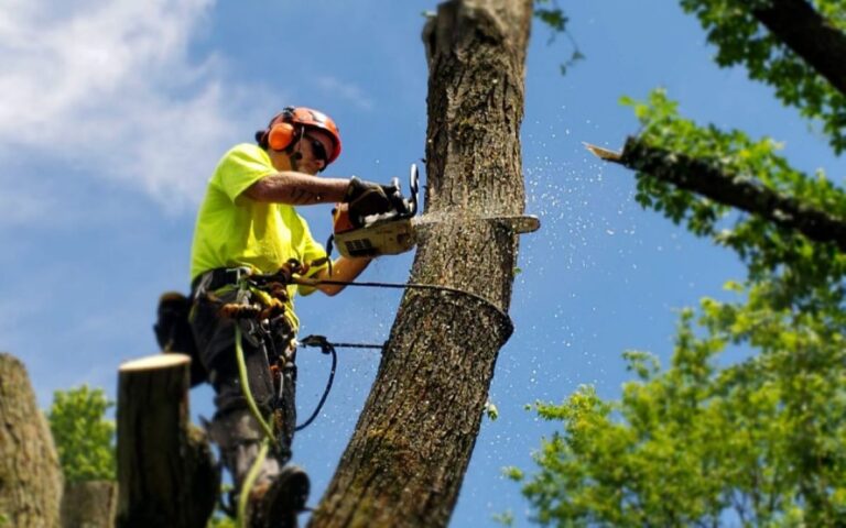 tree cutting