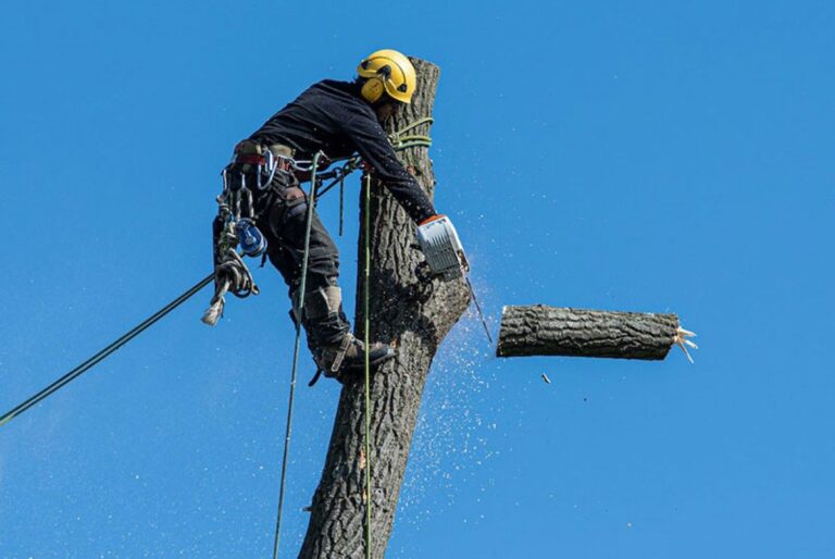 tree removal central coast services