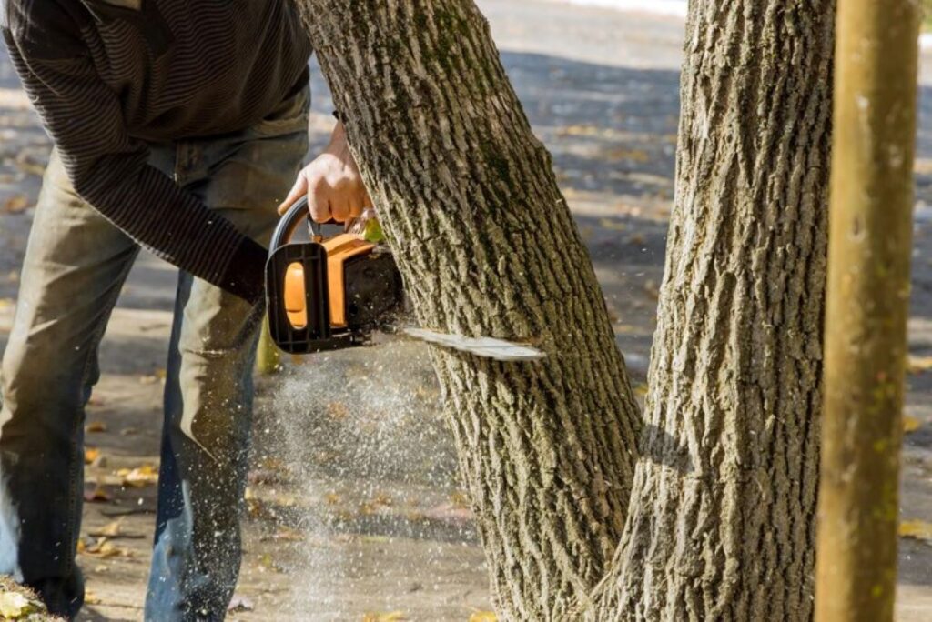 tree removal central coast services