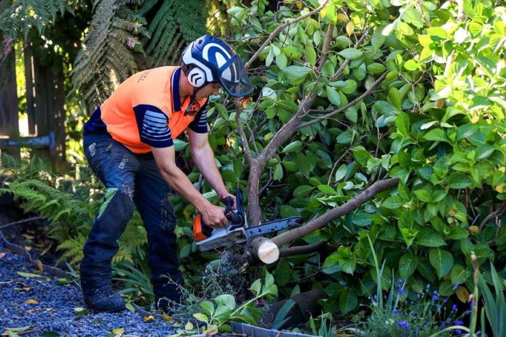 tree removal central coast services