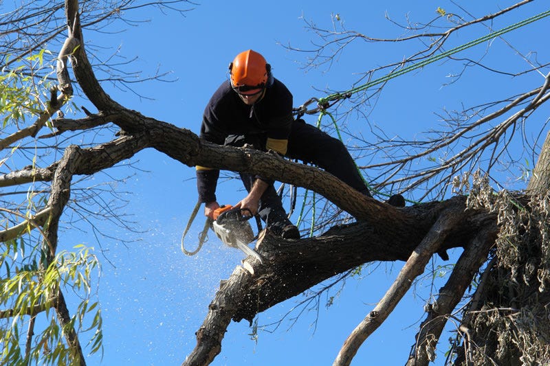 tree removal services