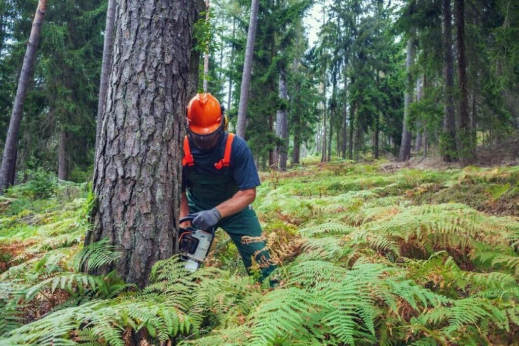 tree removal services